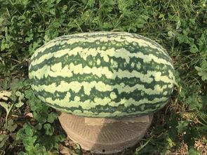 網(wǎng)紅大瓜排行,熱門事件盤點(diǎn)與幕后真相